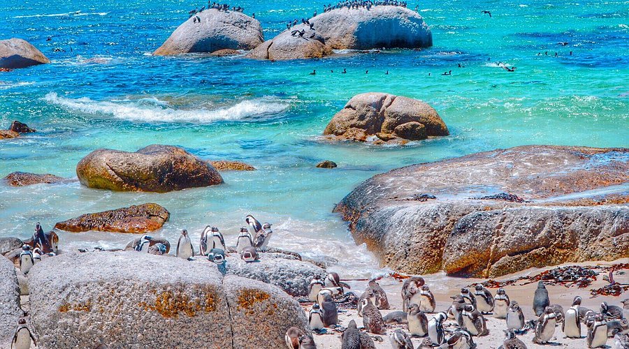 Boulders Penguin Colony –